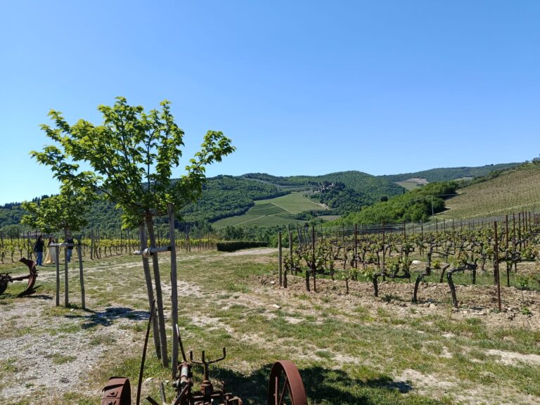 italy driving tours chianti vignamaggio images 011